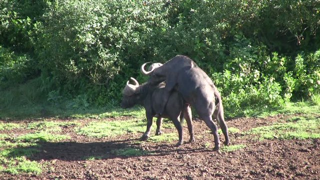 A male buffalo attempting to mount another junior male.