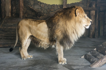 close-up of an African lion