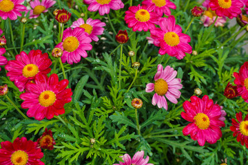 flores margaritas de color rosa