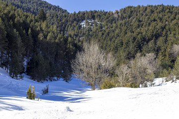Green deep forest on a snowy ground landscape