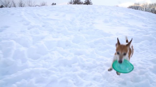 Active playing running dog Jack Russell terrier with disk toy. Winter weather snowy white moments. DLSR camera slow motion video footage
