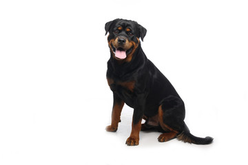 Obraz premium Beautiful dog