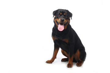 Obraz premium Beautiful dog