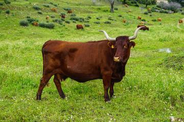 vacas y terneros comiendo hierva en la colina
