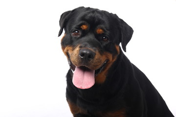 Beautiful dog