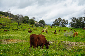 vacas y terneros comiendo hierva en la colina
