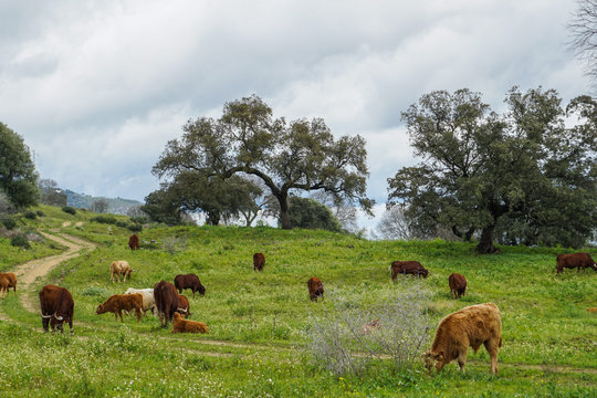 vacas y terneros comiendo hierva en la colina