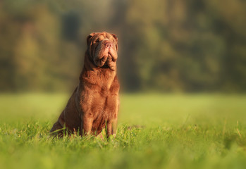 Shar Pei