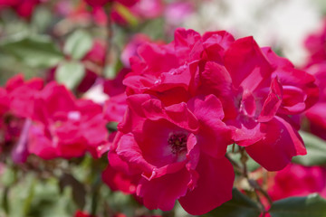 Macro shot of roses flowers in the summer, beautiful color flowers in the garden