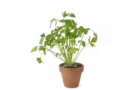 Flat Parsley In Terra Cotta  Pot Isolated On White Background