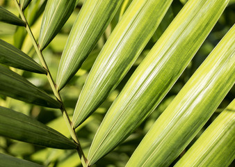 Beautiful natural green background of palm leaves in morning sunlight.
