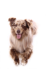 Fototapeta premium Beautiful dog