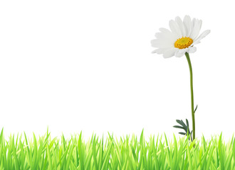 Wonderful Daisy (Marguerite) and grass isolated on white background, with free text field (copy-space)