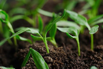 Young green bud and leaves close-up