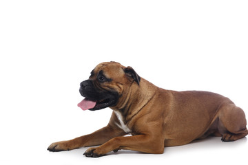 Obraz premium Beautiful dog