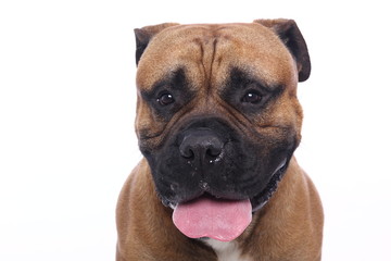 Obraz premium Beautiful dog