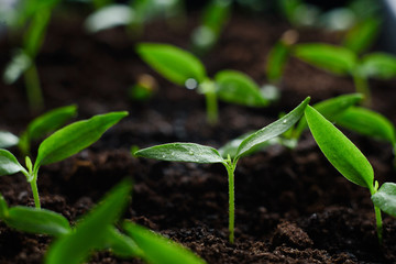 Young green bud and leaves close-up