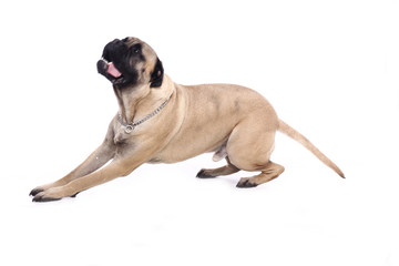 Obraz premium Beautiful dog