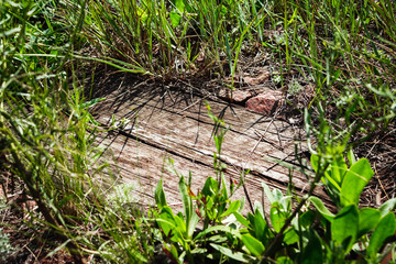 Summer background with old wooden plank, grass and green leaves. Grunge texture with copy space. Top view. Close up.