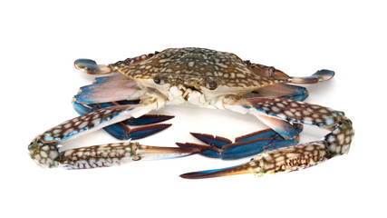 Fototapeta premium Krabbe isoliert