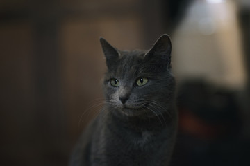 Chat gris en intérieur 