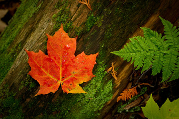 red maple leaf on a log  