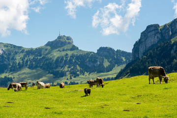 Grazing cows in beautiful Appenzell Alps
