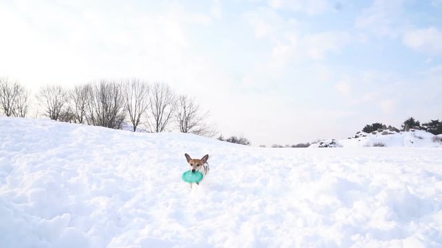 snowy winter pet game. the dog runs with frisbee in the teeth. DLSR camera slow motion video footage