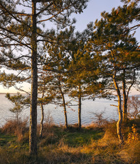 Sunset by the sea. Pines and trees against the backdrop of the setting sun.