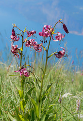 Türkenbundlilien am Montebaldo mit Blick zum Gardasee © SusaZoom