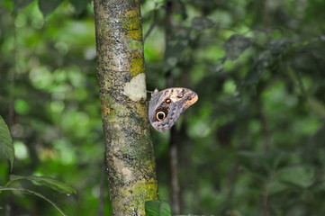 Butterfly in the jungle near Palenque, Yucat&aacute;n, Mexico.
