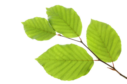Beech leaves isolated on white background, , including clipping path, Germany