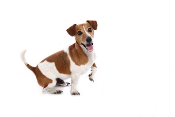 Jack Russel