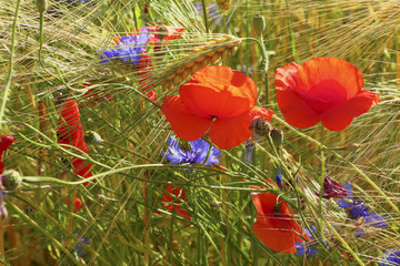 Fototapeta premium Beautiful Poppies and cornflowers in the grain field, Lüneburg Heath, Northern Germany