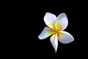 White beautiful Frangipani flower on black background with clipping path. In SouthEast Asia it is a sign of sad, loose or death and unpopular to plant near the people's house.