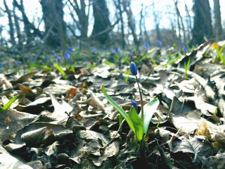 Snowdrops blue in the sun in bright spring weather first flowers beauty