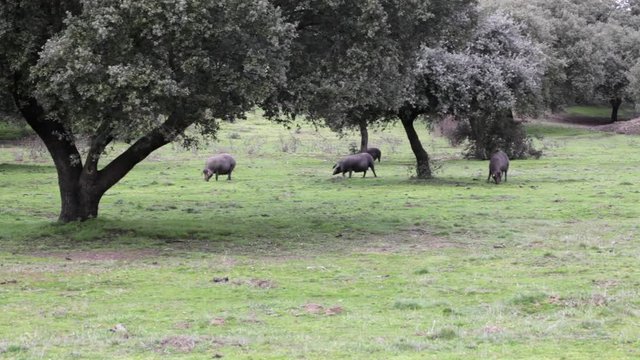 Cerdos ib&eacute;ricos pastando en encinar