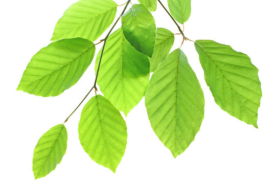 Wonderful Beech leaves isolated on white background.