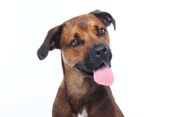 Obraz premium Beautiful dog