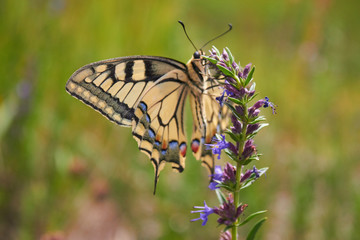 Beautiful butterfly Papilio Machaon sits on a green flower background on a meadow in the wild