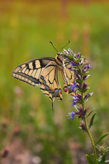 butterfly Machaon