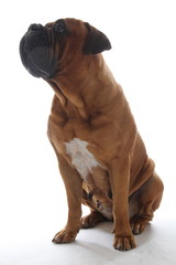 Obraz premium Beautiful dog