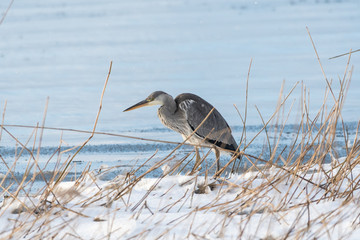 Gray Heron by snowy coast