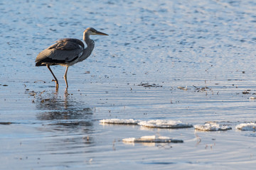 Early bird in water with ice floes