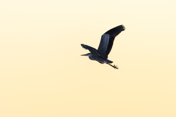 Naklejka premium Grey Heron in flight