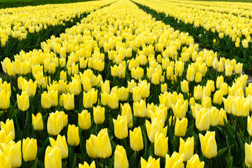 Spring blooming tulip field, The Netherlands