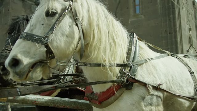 Riding vintage horse carriage on a cobble road . Horse-drawn Carriages runnig. Shot on RED EPIC DRAGON Cinema Camera.