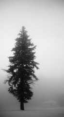 pine tree in a could misty morning 