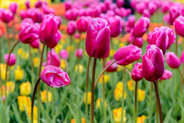 Tulip garden in Lisse, The Netherlands