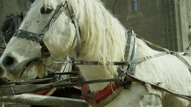 Riding vintage horse carriage on a cobble road . Horse-drawn Carriages runnig. Shot on RED EPIC DRAGON Cinema Camera.